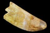 Rooted Cretaceous Fossil Crocodile Tooth - Morocco #122521-1